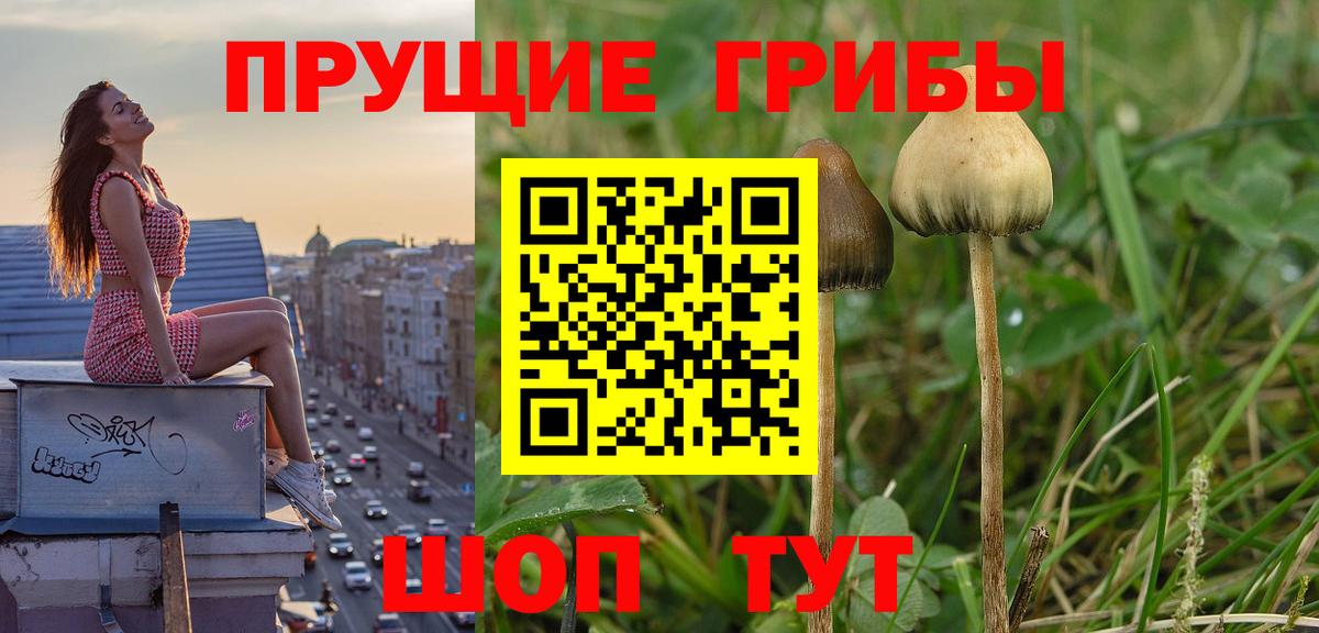 Галлюциногенные грибы Psilocybe Александров